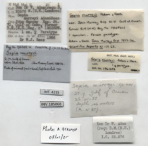BE-RBINS-INV-MT-4215-Sepia-murrayi-pt-label.jpg BE-RBINS-INV-MT-4215-Sepia-murrayi-pt-label.jpg