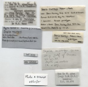 BE-RBINS-INV-MT-4215-Sepia-murrayi-pt-label.jpg