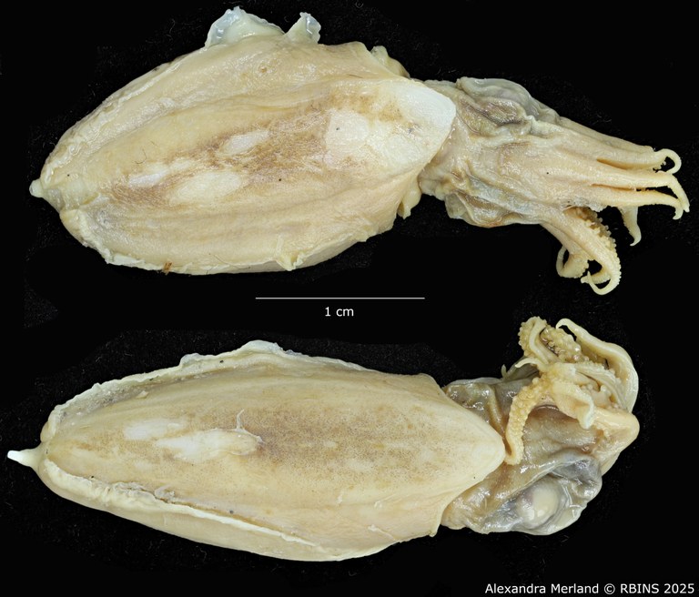 BE-RBINS-INV-MT-4218-Sepia-sewelli-pt-D.jpg