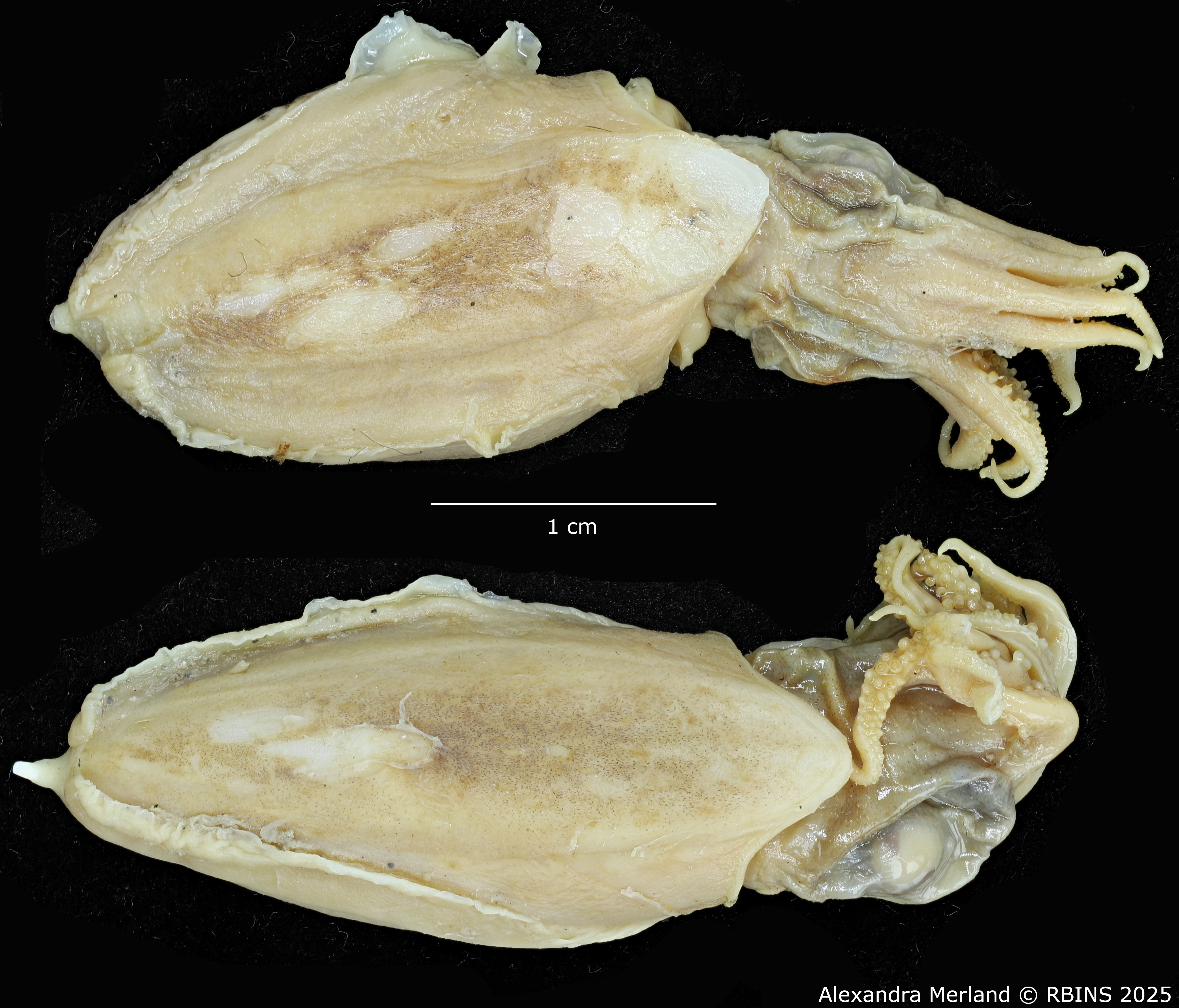 BE-RBINS-INV-MT-4218-Sepia-sewelli-pt-D.jpg