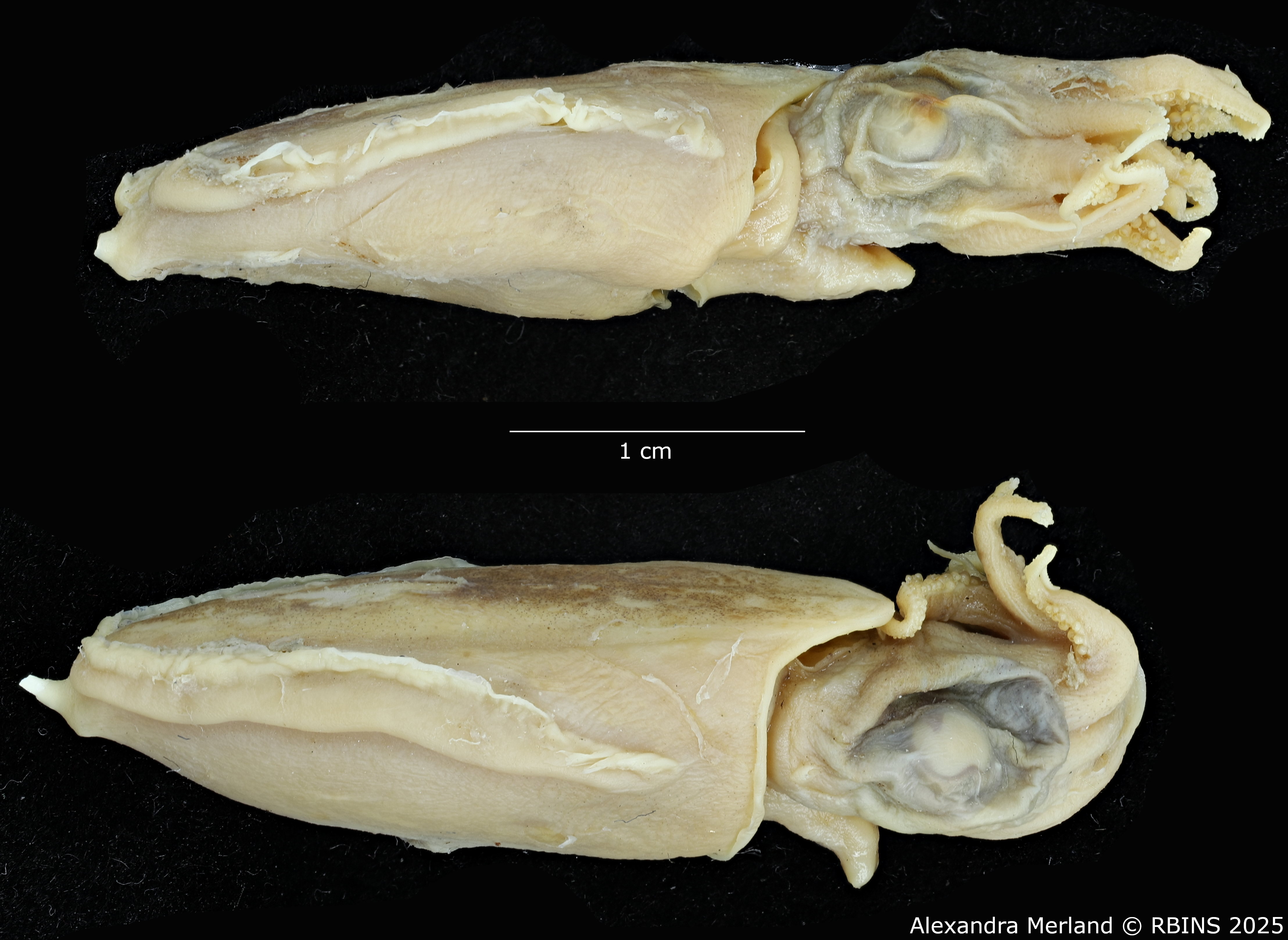 BE-RBINS-INV-MT-4218-Sepia-sewelli-pt-L.jpg