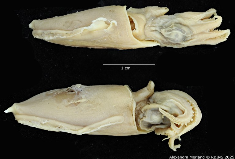 BE-RBINS-INV-MT-4218-Sepia-sewelli-pt-L2.jpg