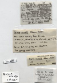 BE-RBINS-INV-MT-4218-Sepia-sewelli-pt-label.jpg