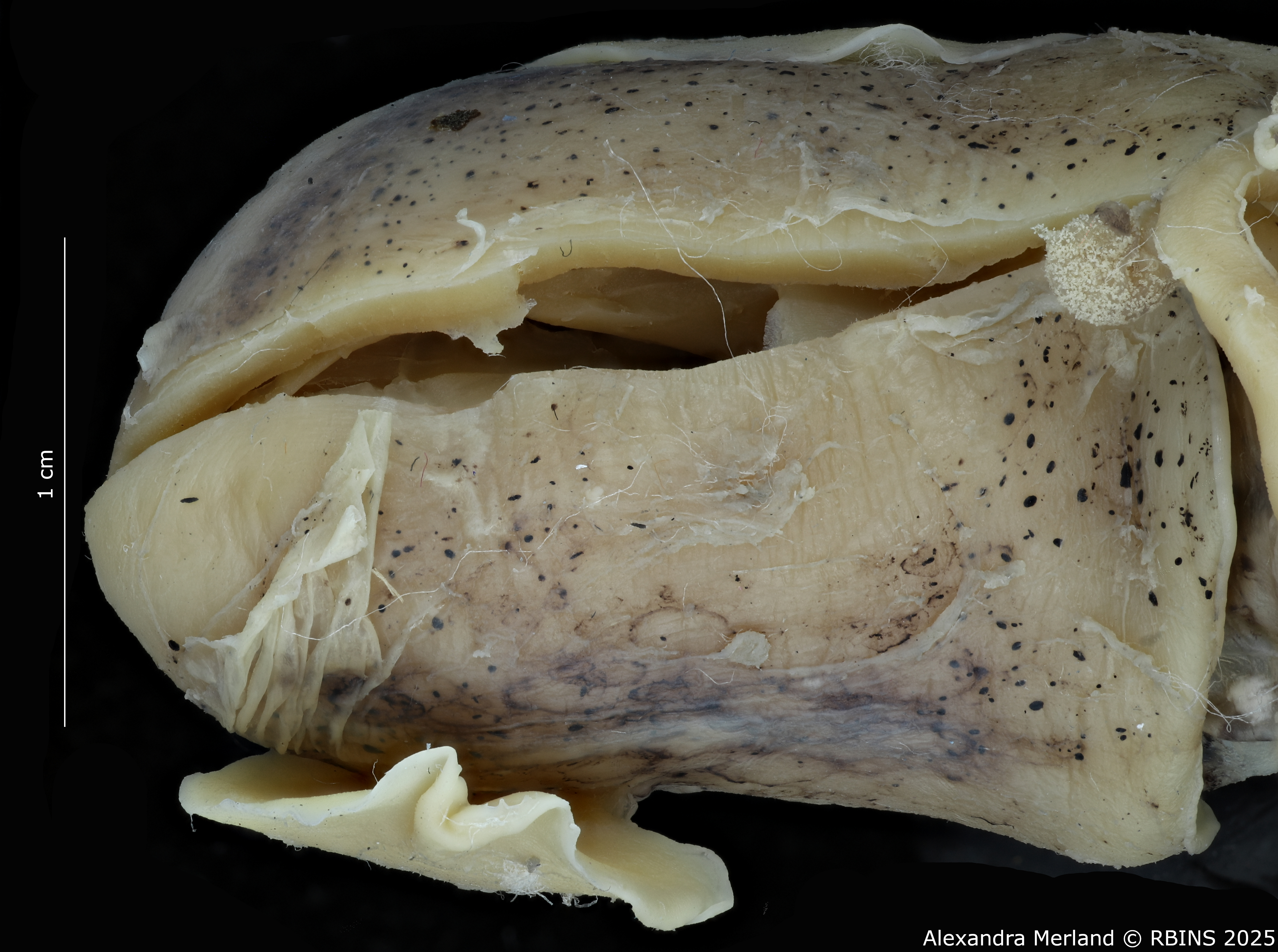 BE-RBINS-INV-MT-4261-Euprymna-hoylei-pt-Details.jpg