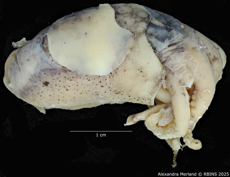 BE-RBINS-INV-MT-4261-Euprymna-hoylei-pt-L.jpg BE-RBINS-INV-MT-4261-Euprymna-hoylei-pt-L.jpg