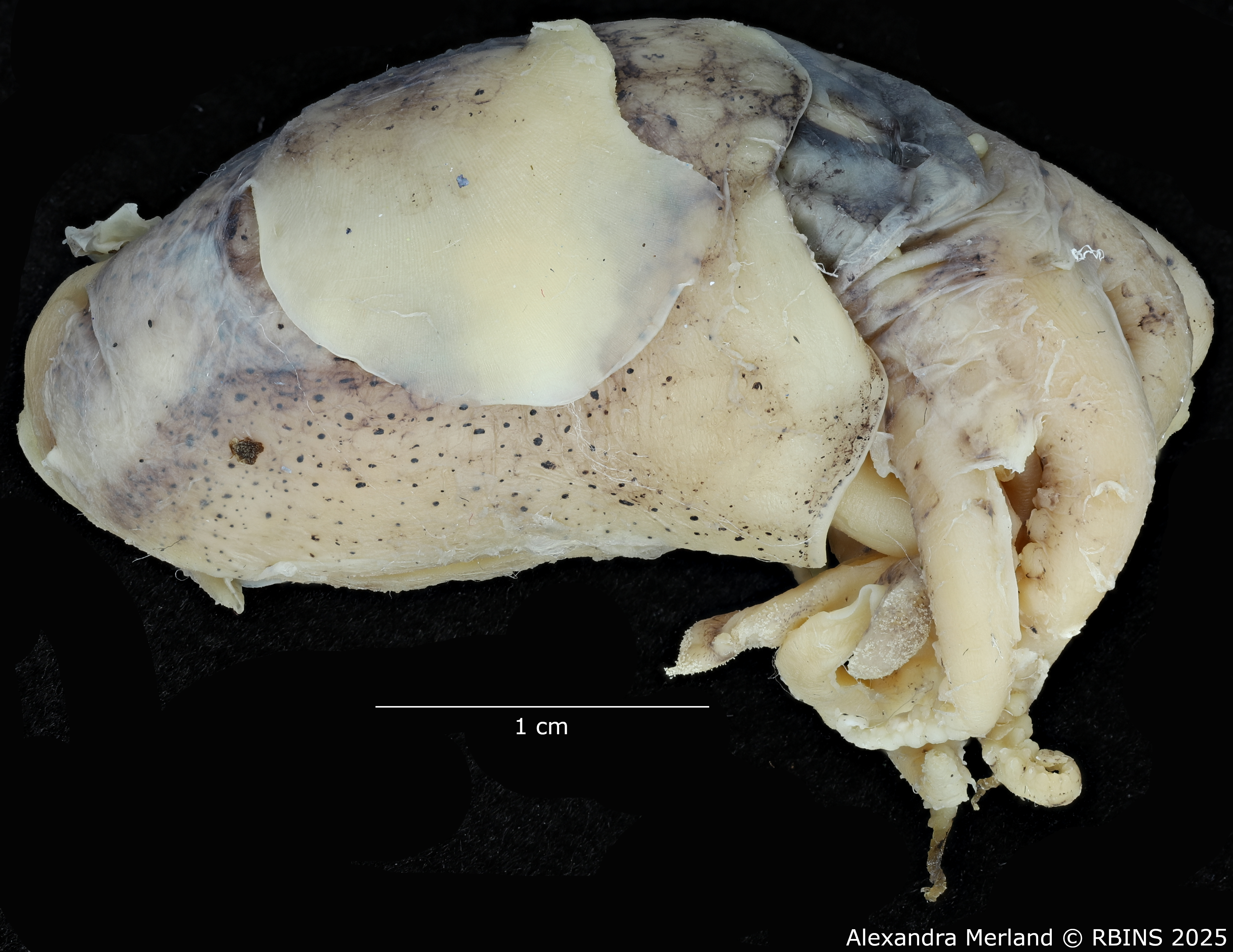 BE-RBINS-INV-MT-4261-Euprymna-hoylei-pt-L.jpg