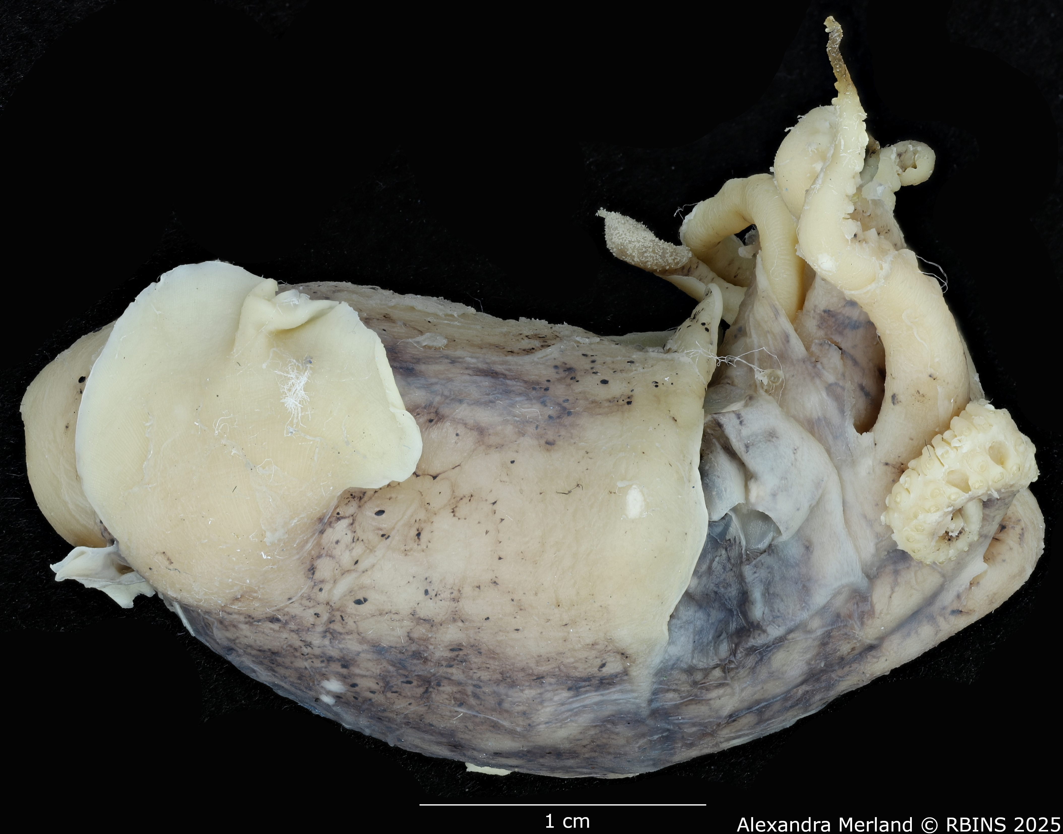 BE-RBINS-INV-MT-4261-Euprymna-hoylei-pt-L2.jpg