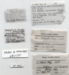BE-RBINS-INV-MT-4261-Euprymna-hoylei-pt-label.jpg