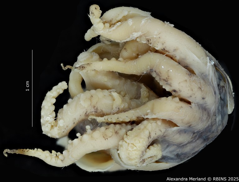 BE-RBINS-INV-MT-4261-Euprymna-hoylei-pt-Tentacles.jpg BE-RBINS-INV-MT-4261-Euprymna-hoylei-pt-Tentacles.jpg