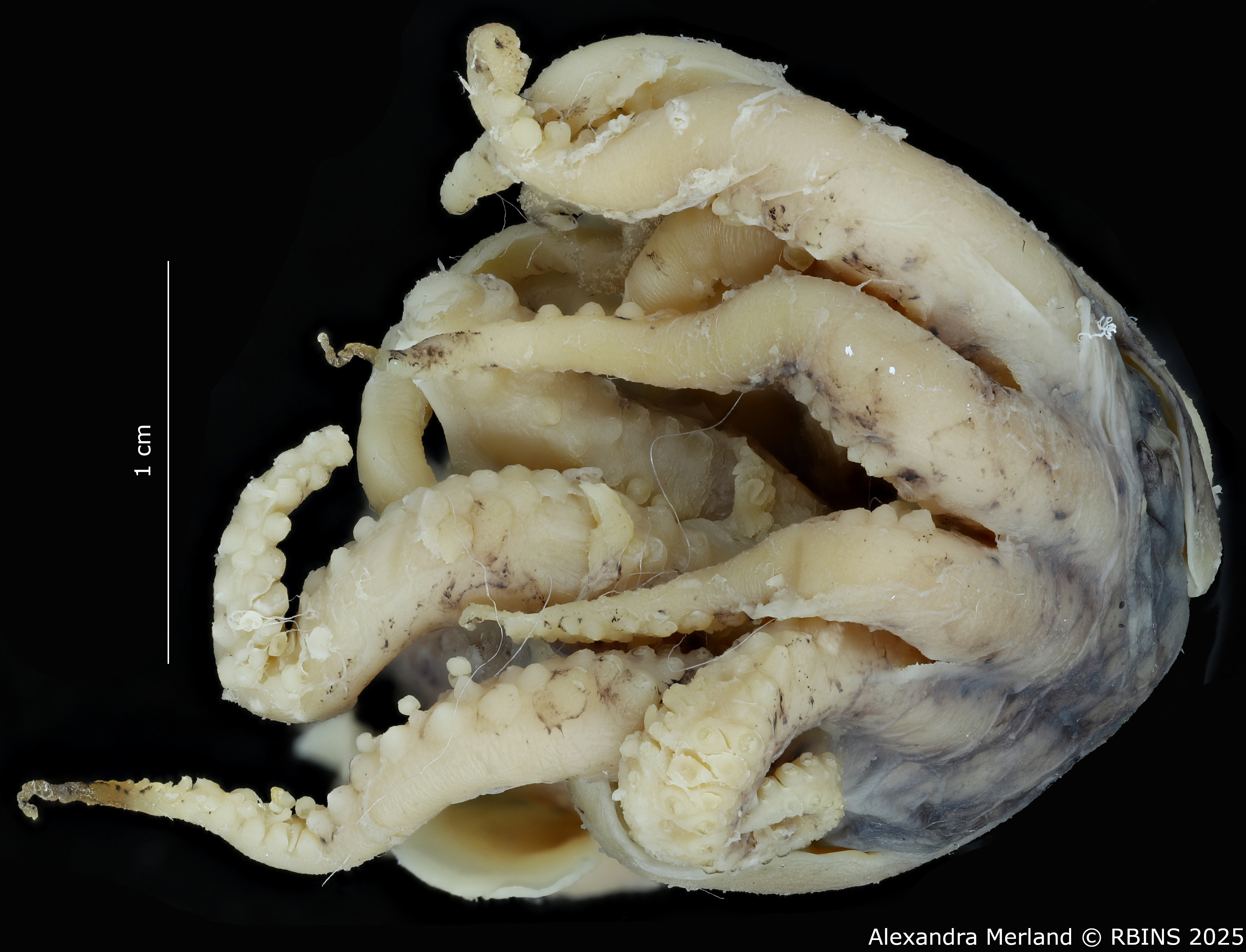BE-RBINS-INV-MT-4261-Euprymna-hoylei-pt-Tentacles.jpg
