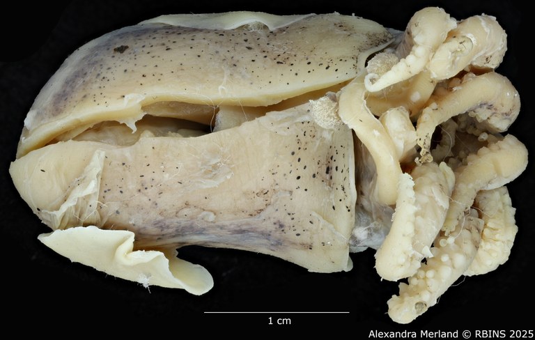 BE-RBINS-INV-MT-4261-Euprymna-hoylei-pt-V.jpg BE-RBINS-INV-MT-4261-Euprymna-hoylei-pt-V.jpg
