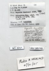BE-RBINS-INV-MT-4217-Sepiola-knudseni-pt-label.jpg BE-RBINS-INV-MT-4217-Sepiola-knudseni-pt-label.jpg