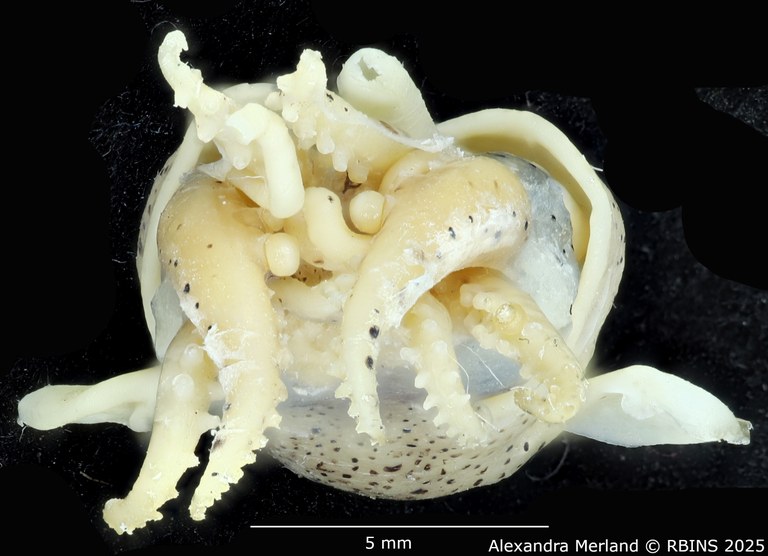 BE-RBINS-INV-MT-4217-Sepiola-knudseni-pt-tentacles.jpg BE-RBINS-INV-MT-4217-Sepiola-knudseni-pt-tentacles.jpg