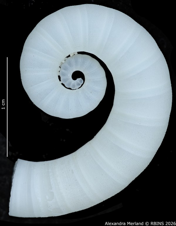 BE-RBINS-INV-INV-336551-Spirula-spirula-nt 2.jpg