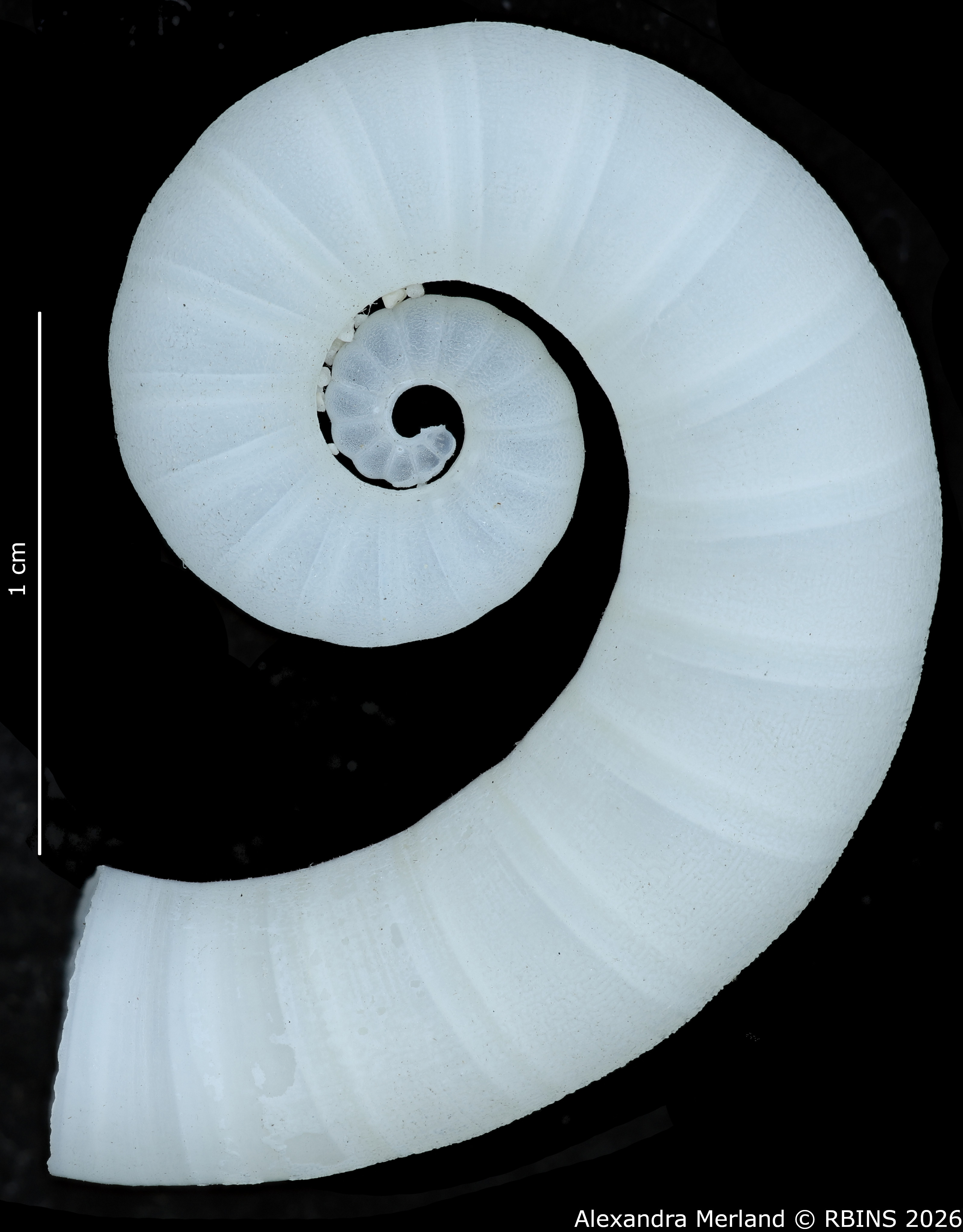 BE-RBINS-INV-INV-336551-Spirula-spirula-nt 2.jpg