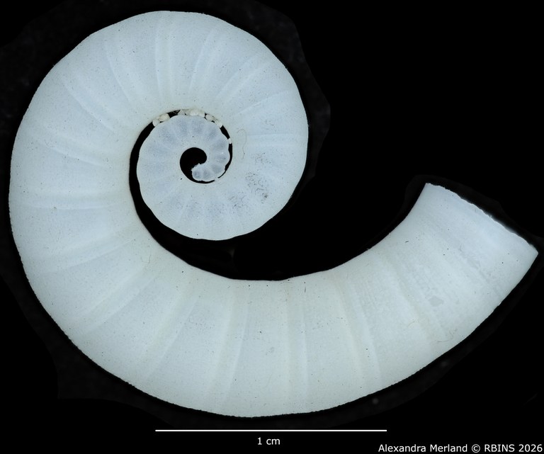 BE-RBINS-INV-INV-336551-Spirula-spirula-nt.jpg