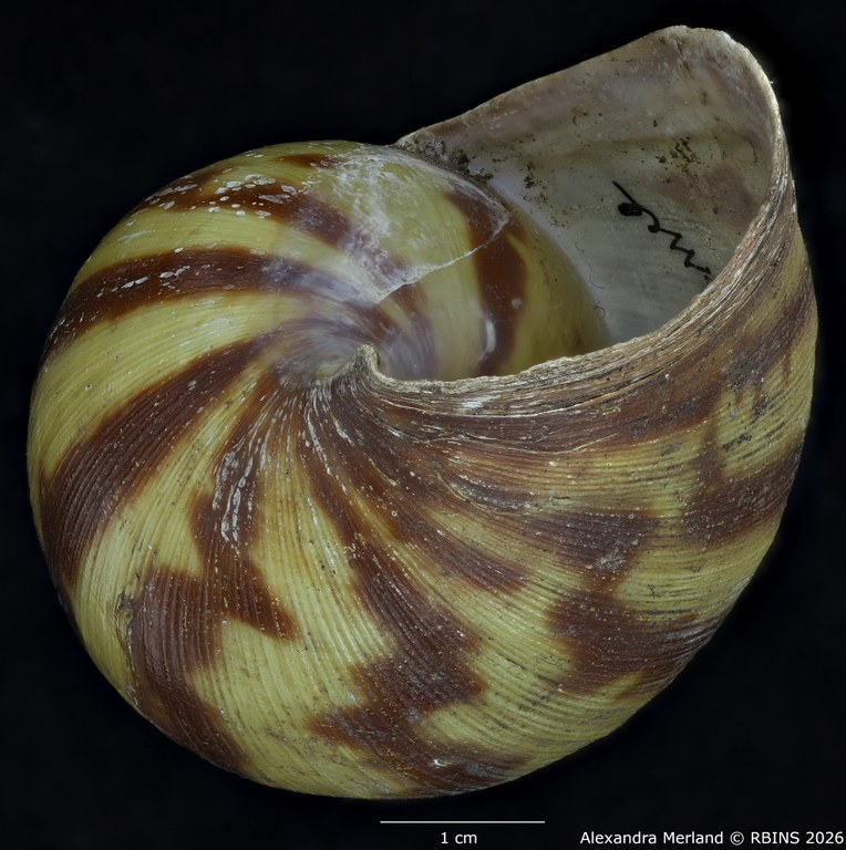 BE-RBINS-INV-MT-193-Achatina-camerunensis-st-Bottom.jpg