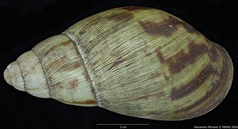 BE-RBINS-INV-MT-193-Achatina-camerunensis-st-D.jpg