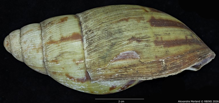 BE-RBINS-INV-MT-193-Achatina-camerunensis-st-L.jpg