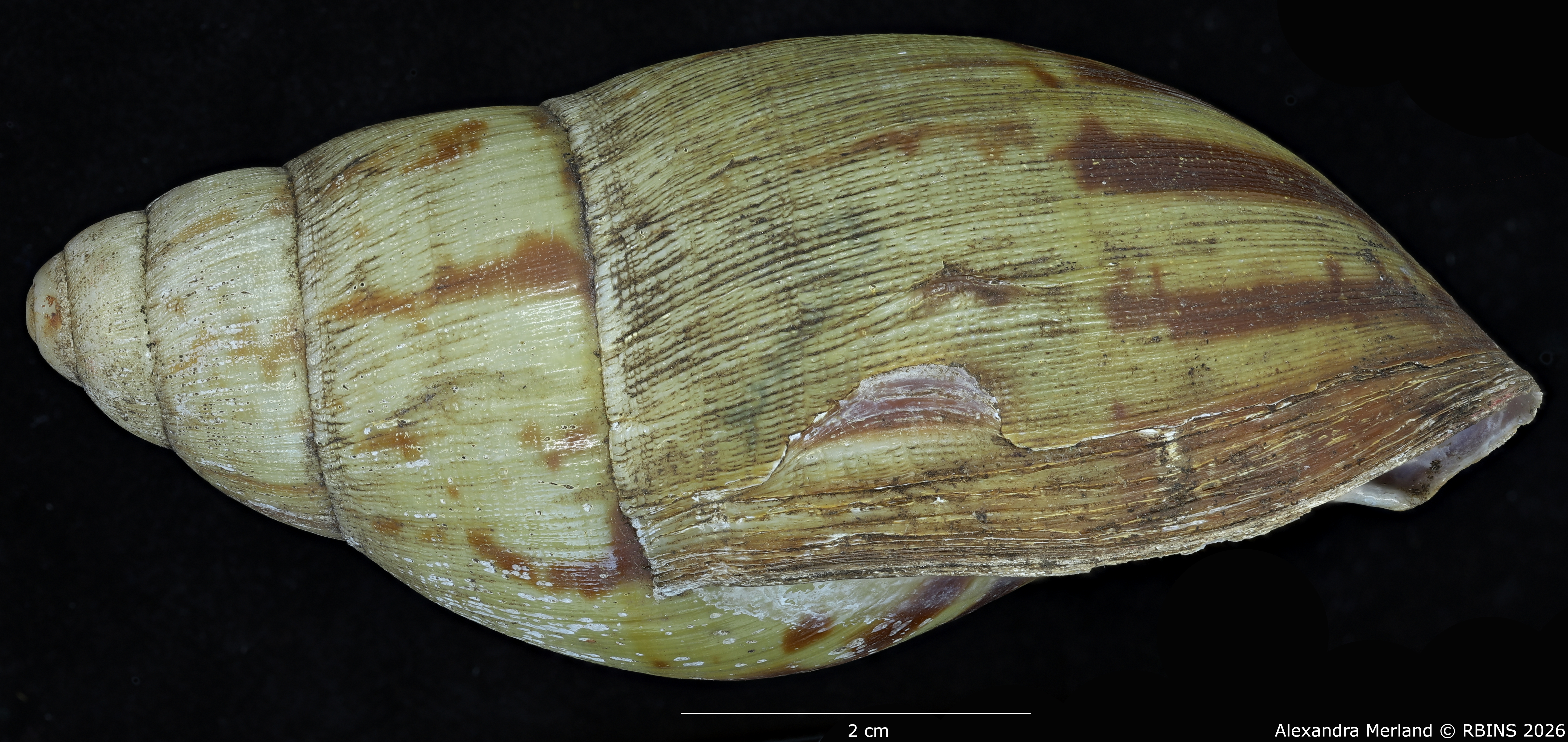 BE-RBINS-INV-MT-193-Achatina-camerunensis-st-L.jpg