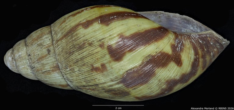 BE-RBINS-INV-MT-193-Achatina-camerunensis-st-L2.jpg
