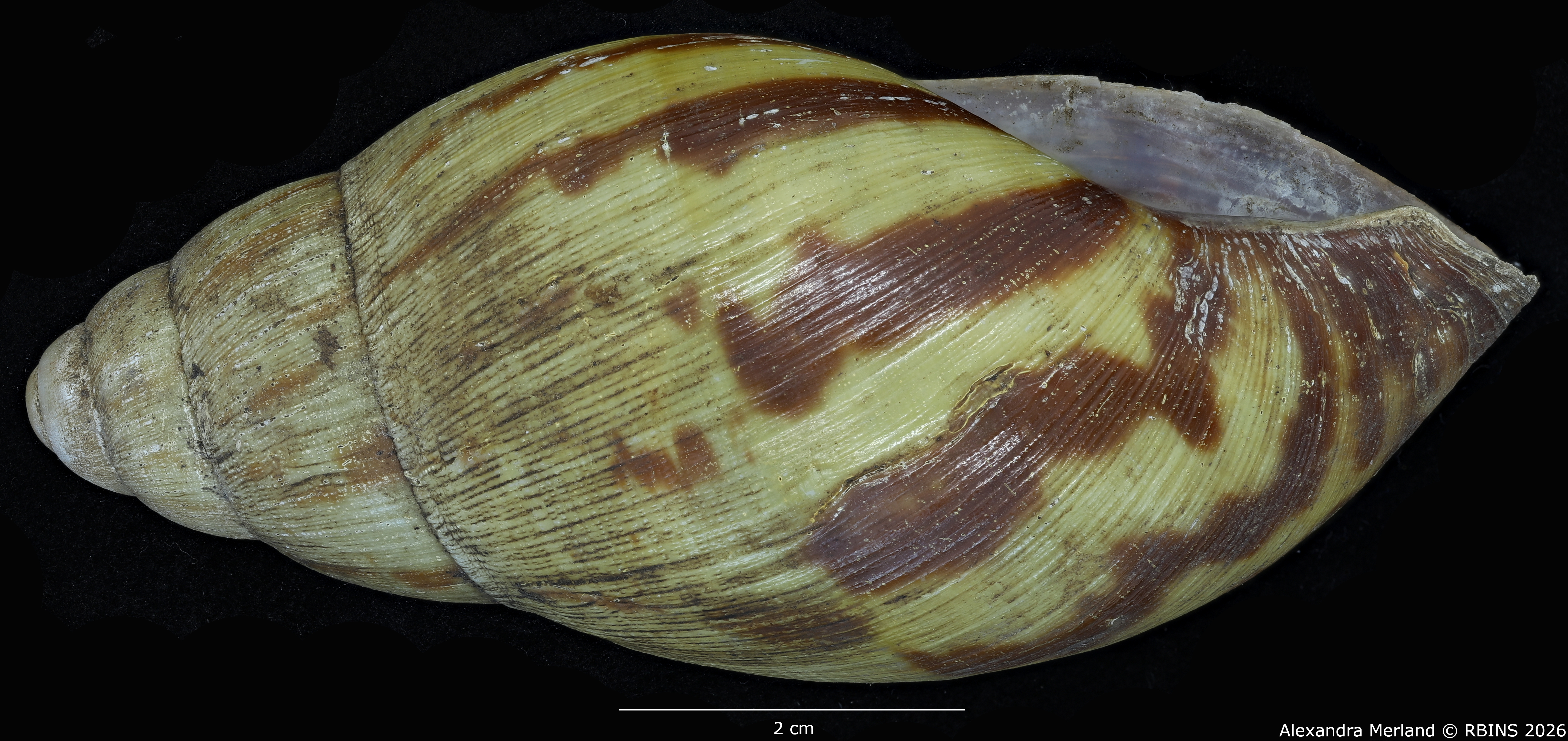 BE-RBINS-INV-MT-193-Achatina-camerunensis-st-L2.jpg