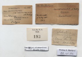 BE-RBINS-INV-MT-193-Achatina-camerunensis-st-label.jpg