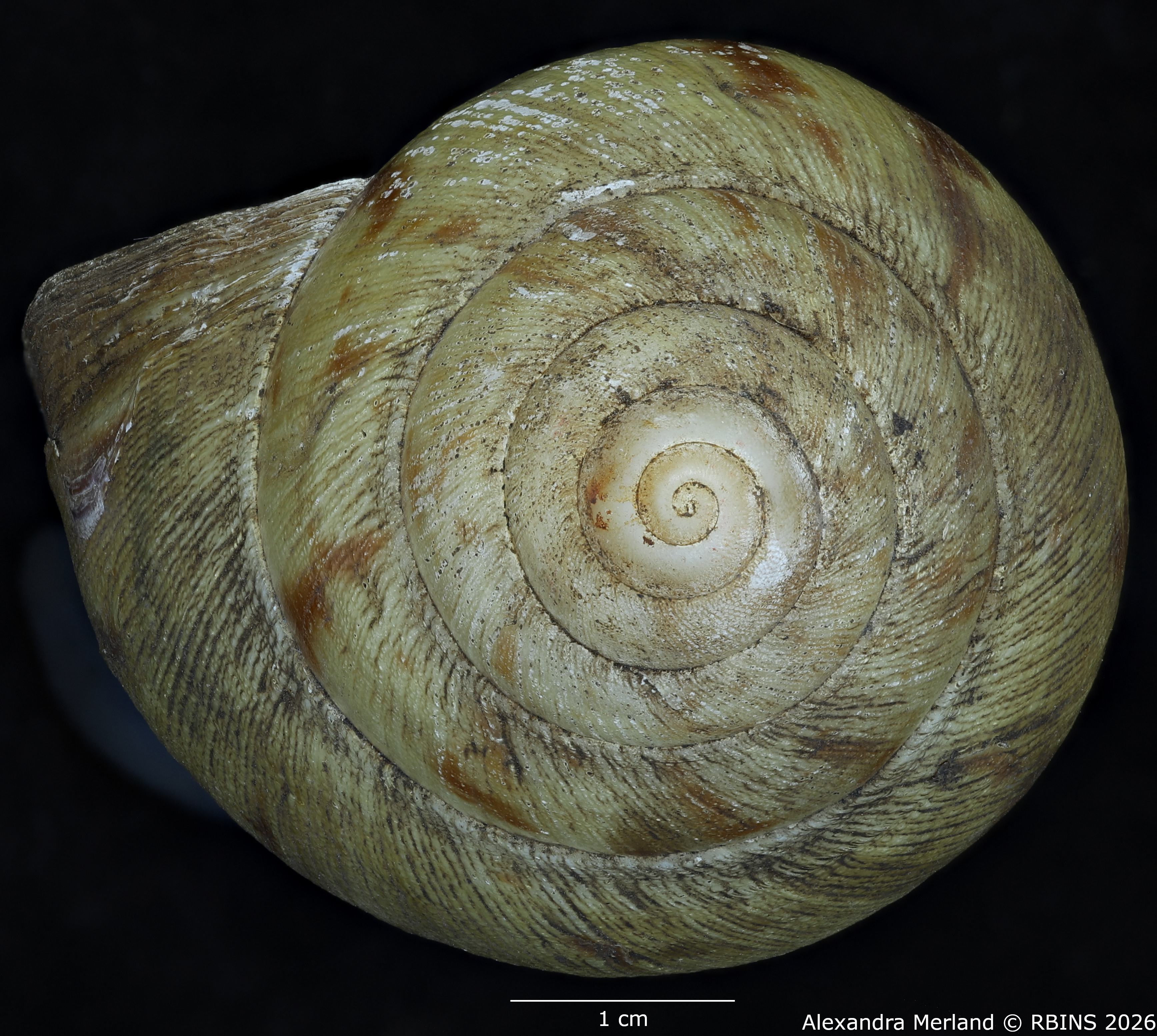 BE-RBINS-INV-MT-193-Achatina-camerunensis-st-Top.jpg