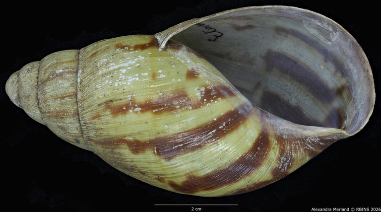 BE-RBINS-INV-MT-193-Achatina-camerunensis-st-V.jpg