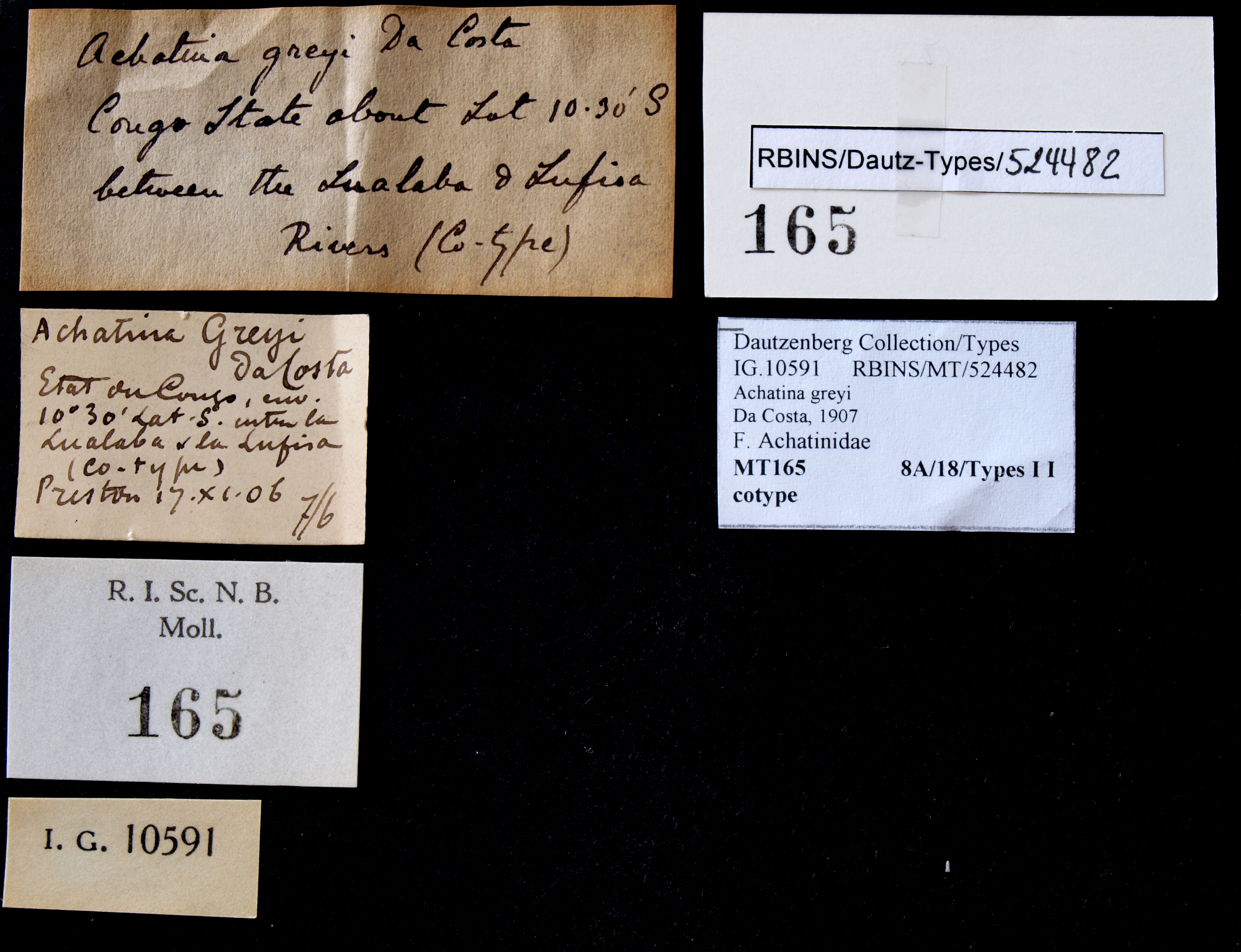 BE-RBINS-INV COTYPE MT 165 Achatina greyi LABELS.jpg