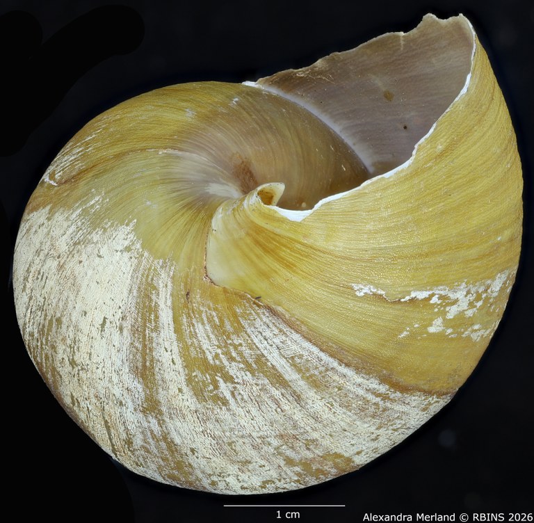 BE-RBINS-INV-MT-190-Achatina-gruveli-st-Bottom.jpg