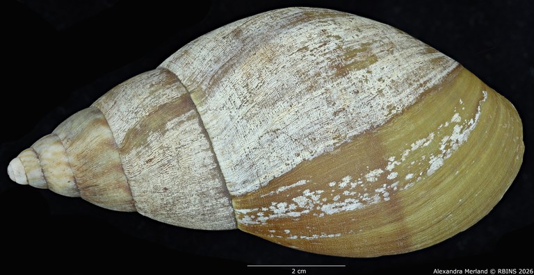 BE-RBINS-INV-MT-190-Achatina-gruveli-st-D.jpg