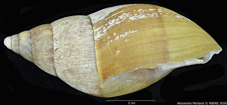 BE-RBINS-INV-MT-190-Achatina-gruveli-st-L.jpg