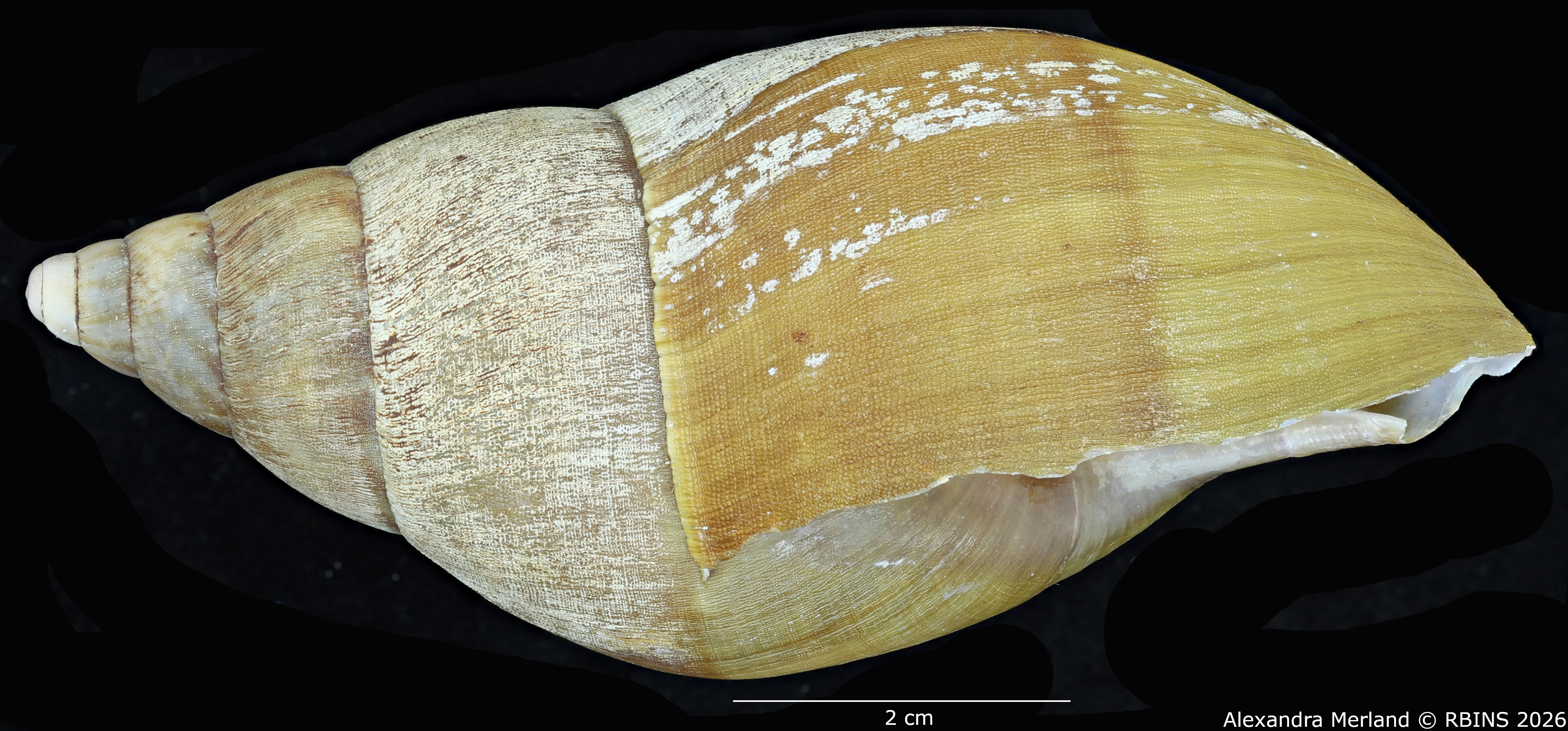 BE-RBINS-INV-MT-190-Achatina-gruveli-st-L.jpg