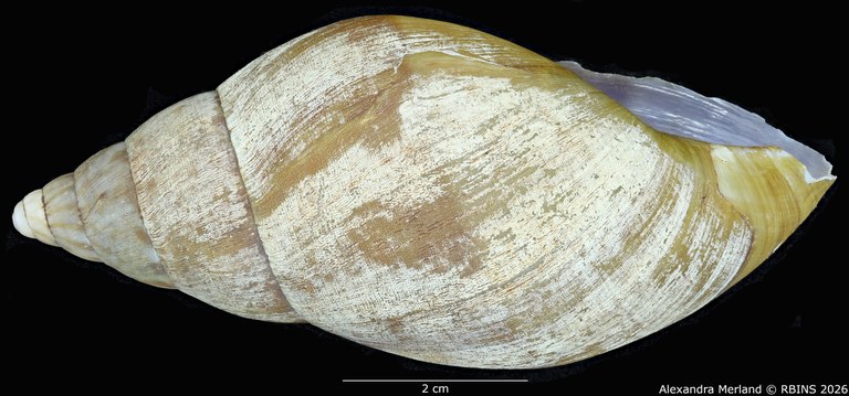 BE-RBINS-INV-MT-190-Achatina-gruveli-st-L2.jpg