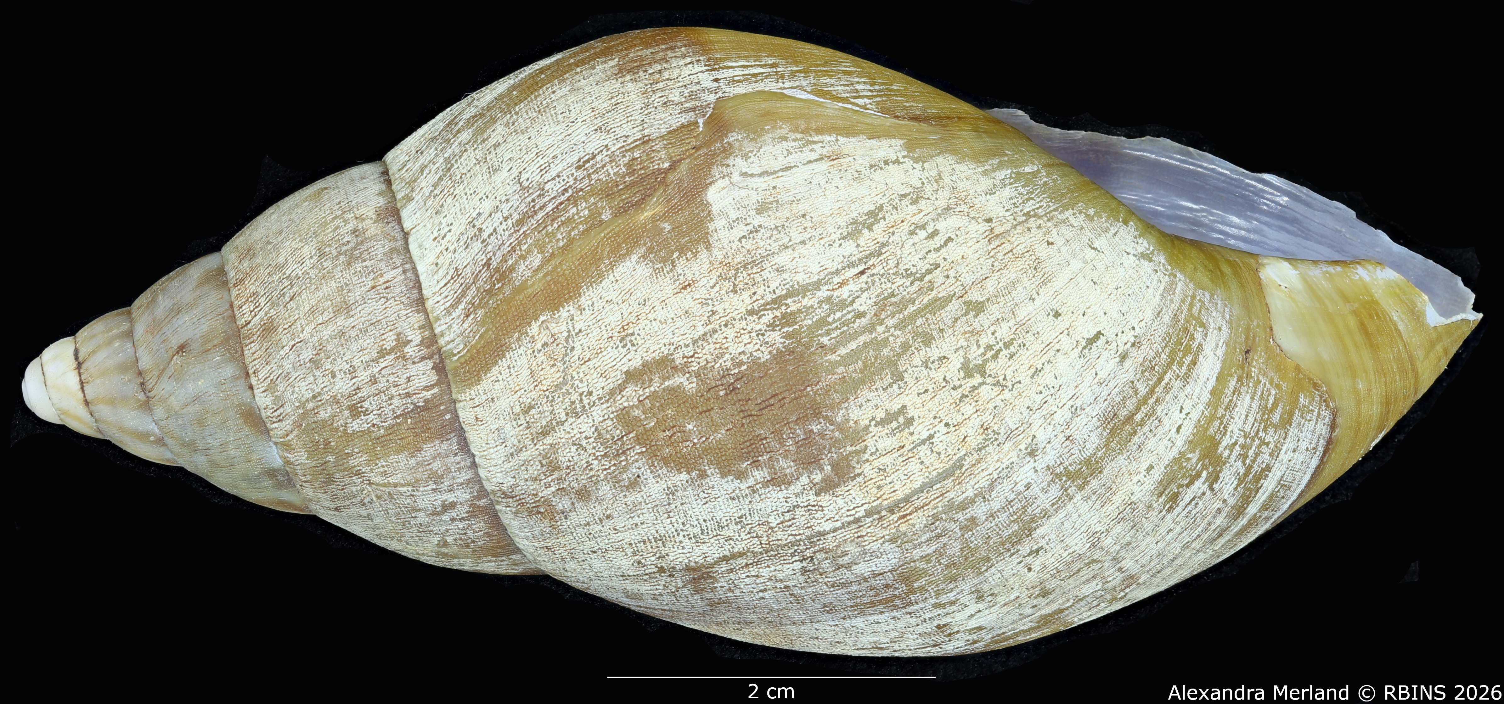 BE-RBINS-INV-MT-190-Achatina-gruveli-st-L2.jpg