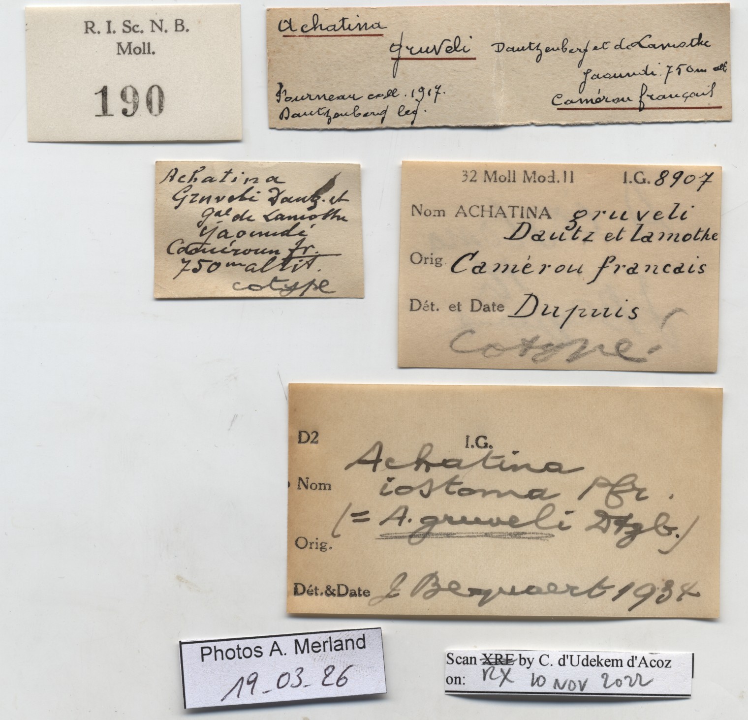 BE-RBINS-INV-MT-190-Achatina-gruveli-st-label.jpg