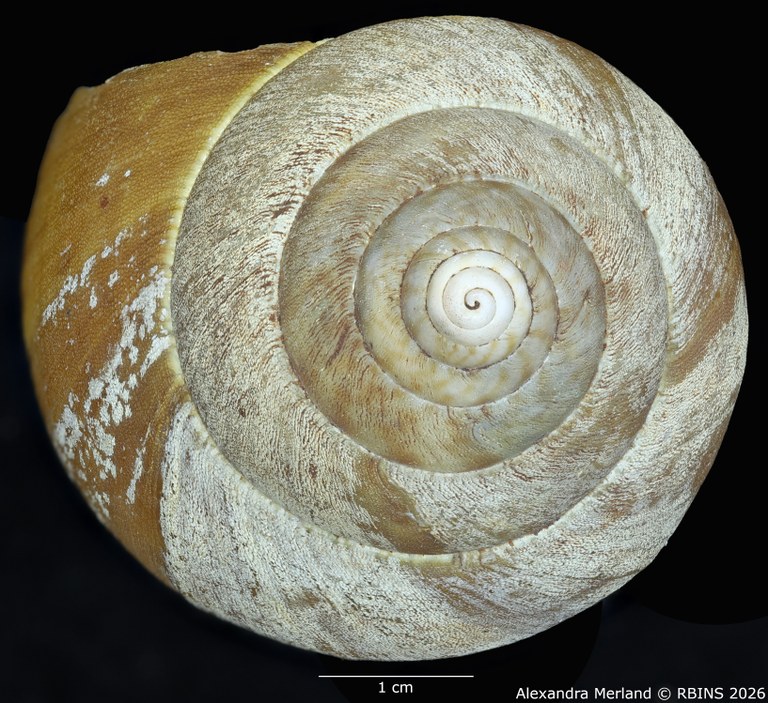 BE-RBINS-INV-MT-190-Achatina-gruveli-st-Top.jpg
