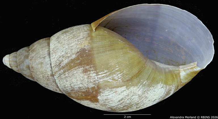 BE-RBINS-INV-MT-190-Achatina-gruveli-st-V.jpg