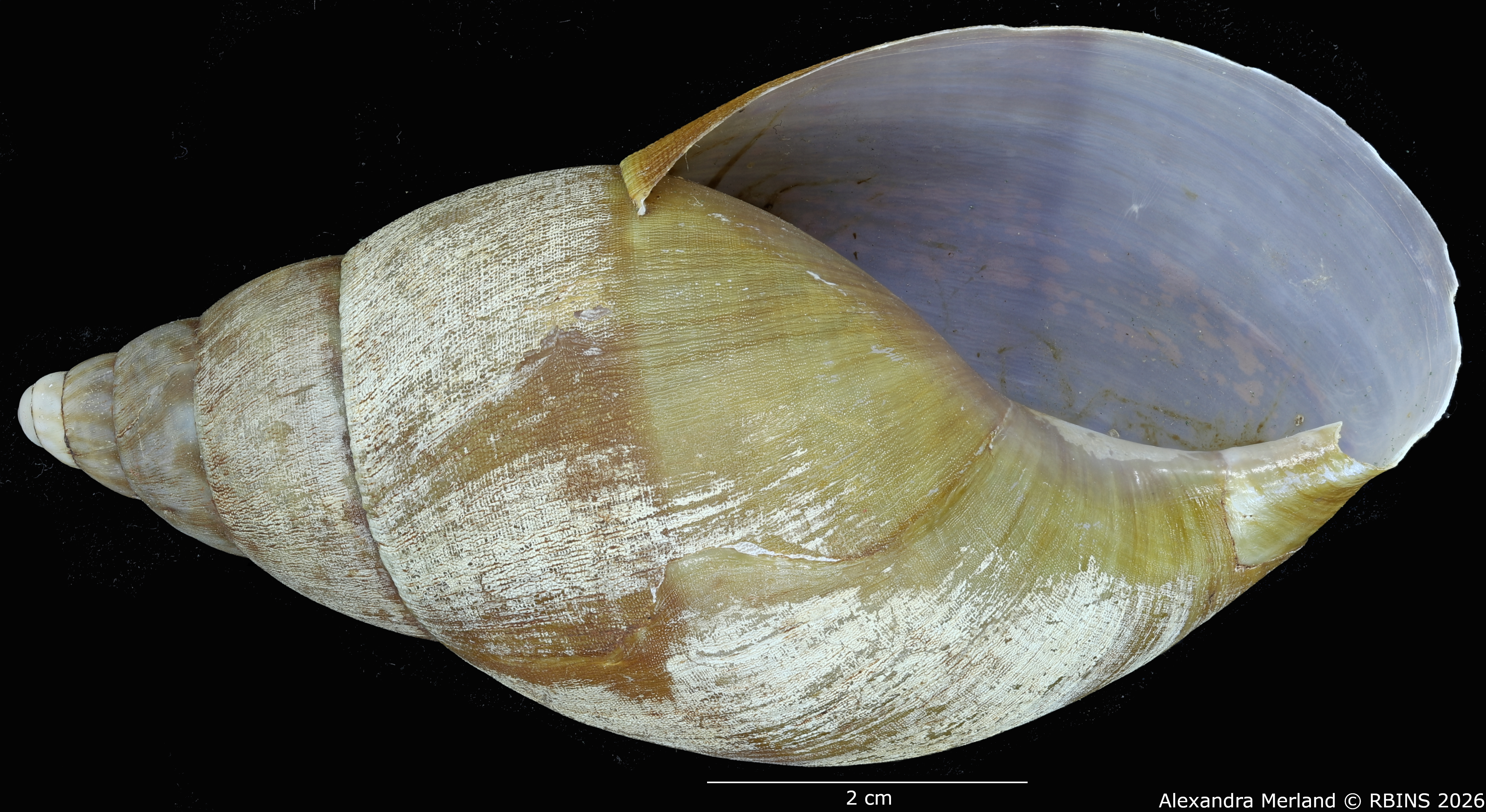 BE-RBINS-INV-MT-190-Achatina-gruveli-st-V.jpg