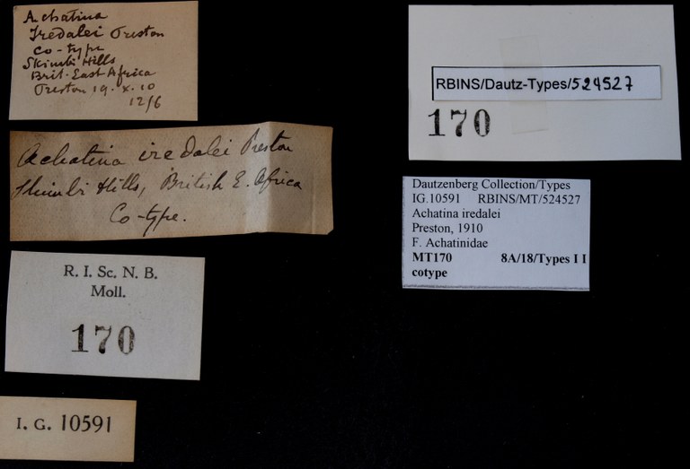 BE-RBINS-INV COTYPE MT 170 Achatina iredalei LABELS.jpg