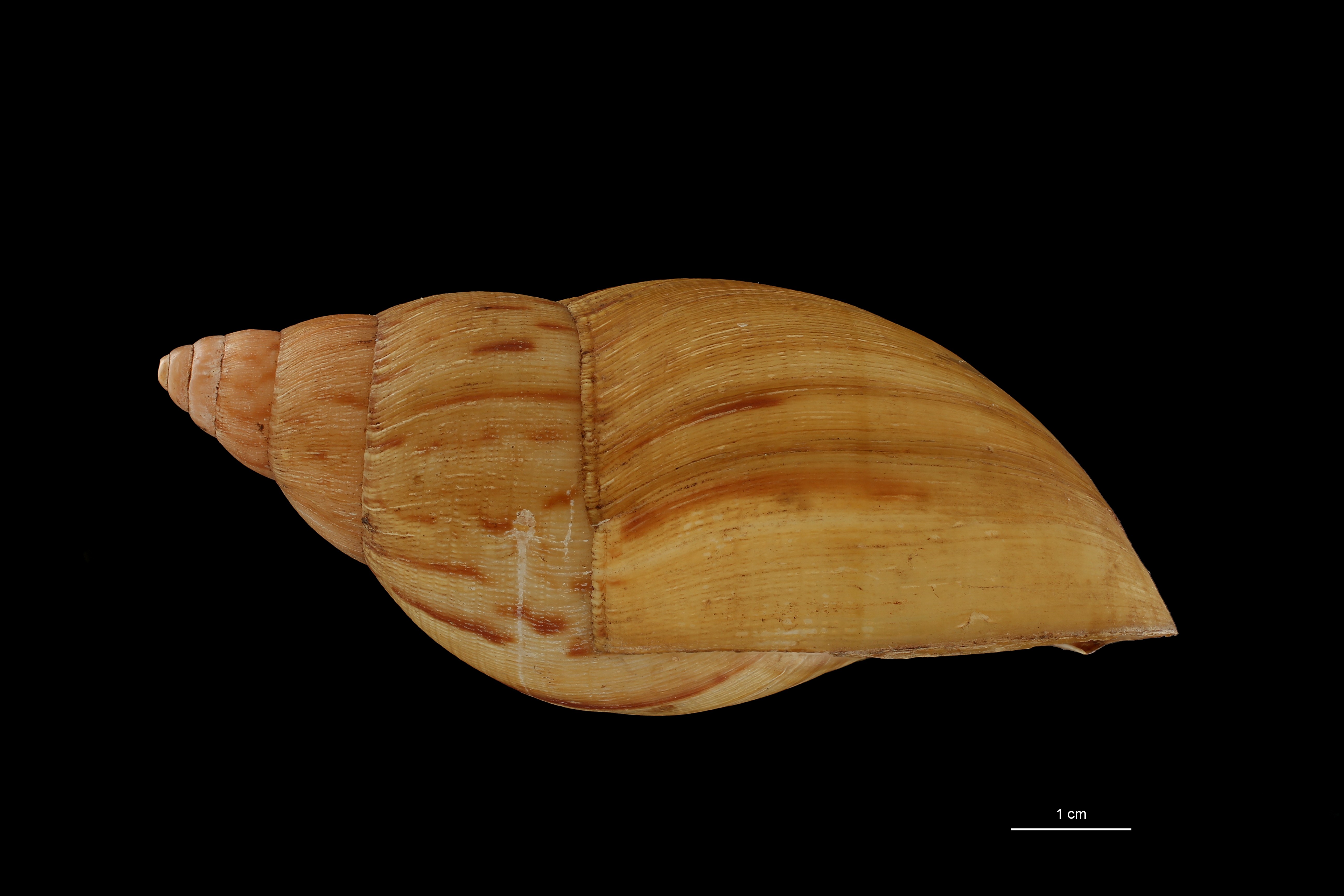 BE-RBINS-INV COTYPE MT 170 Achatina iredalei LATERAL ZS DMap Scaled.jpg
