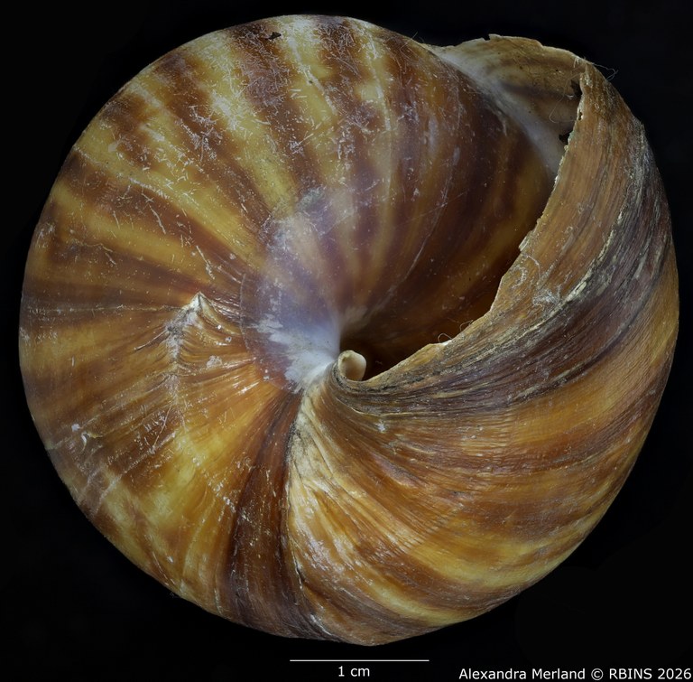 BE-RBINS-INV-MT-192-Achatina-jacobi-st-Bottom.jpg