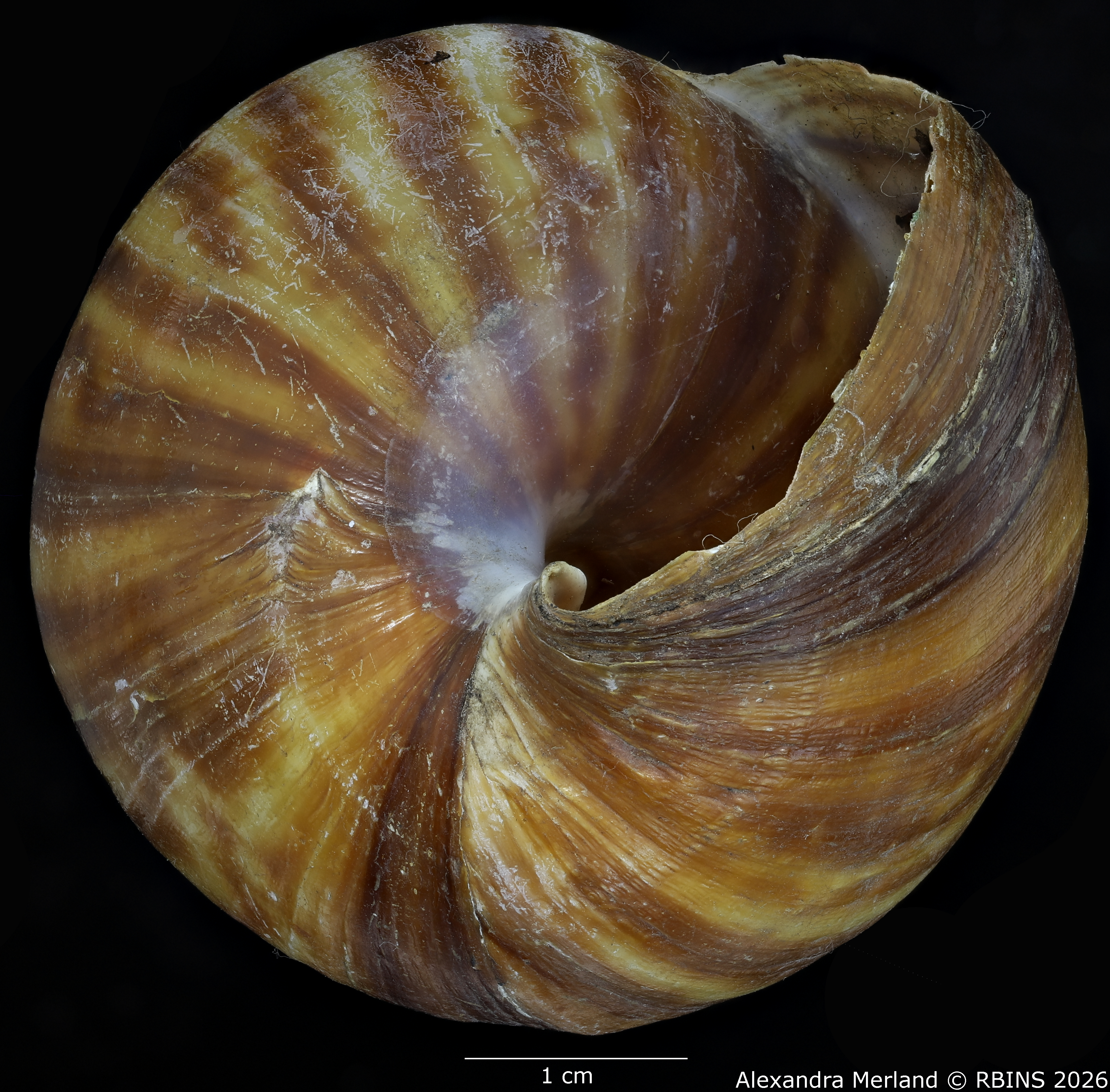 BE-RBINS-INV-MT-192-Achatina-jacobi-st-Bottom.jpg