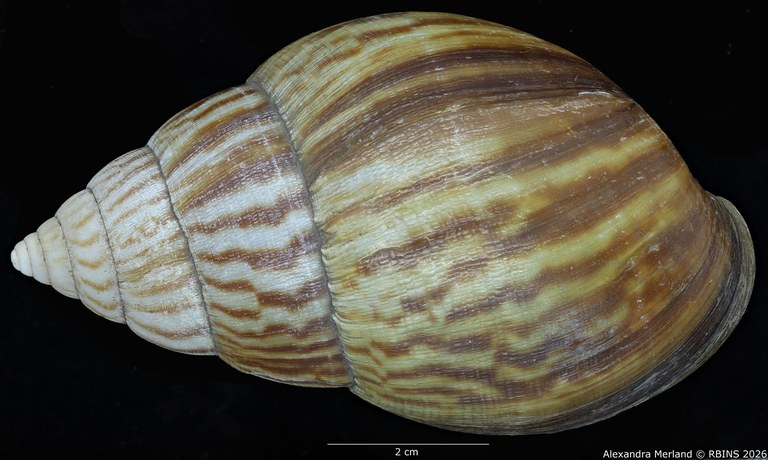 BE-RBINS-INV-MT-192-Achatina-jacobi-st-D.jpg