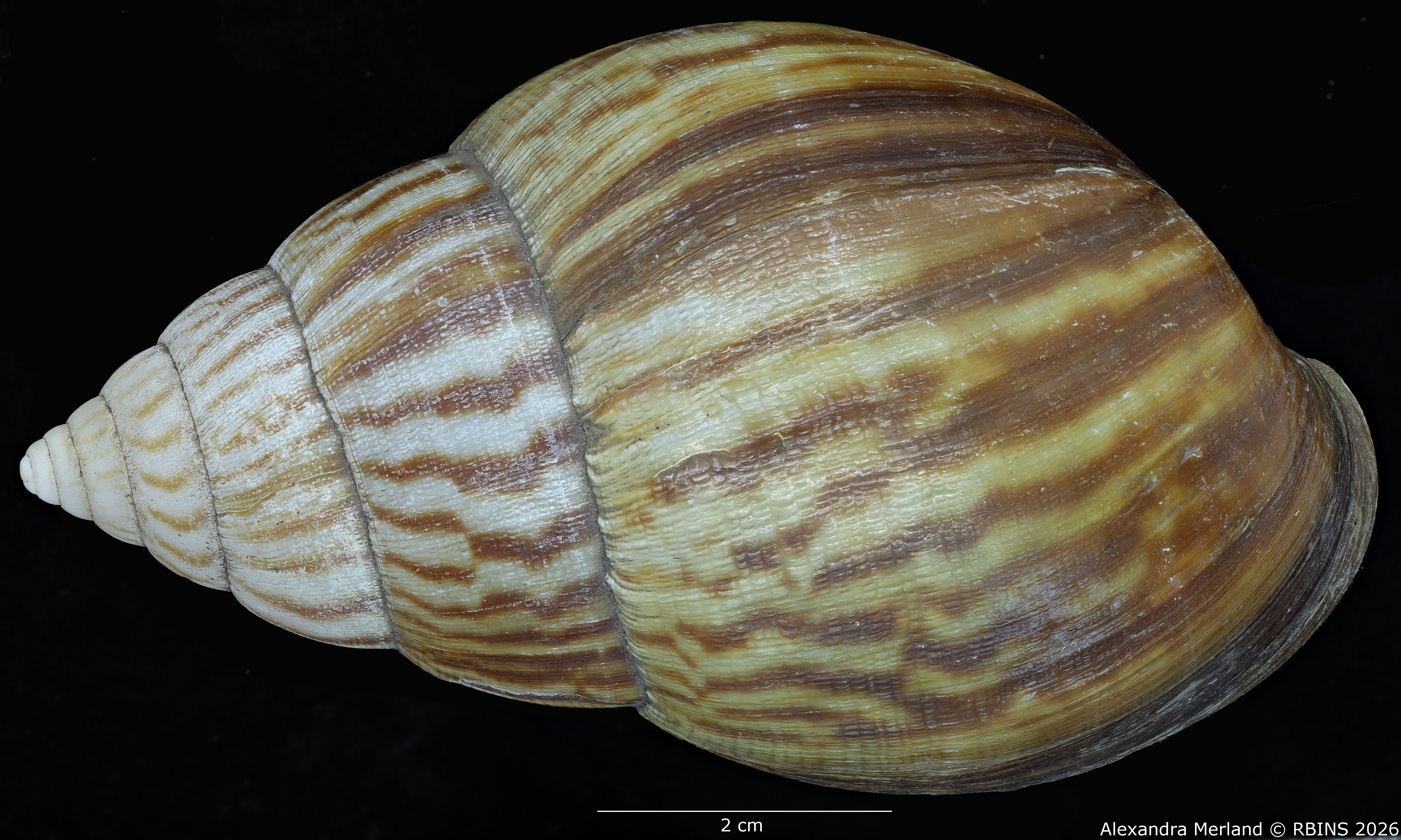 BE-RBINS-INV-MT-192-Achatina-jacobi-st-D.jpg
