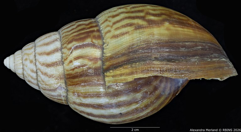 BE-RBINS-INV-MT-192-Achatina-jacobi-st-L.jpg