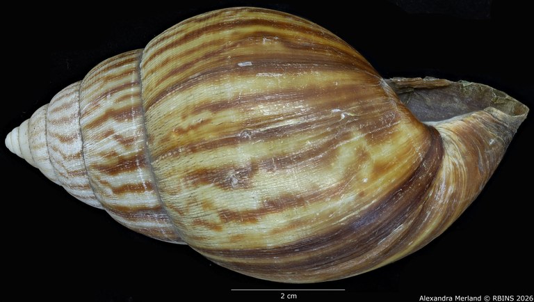 BE-RBINS-INV-MT-192-Achatina-jacobi-st-L2.jpg