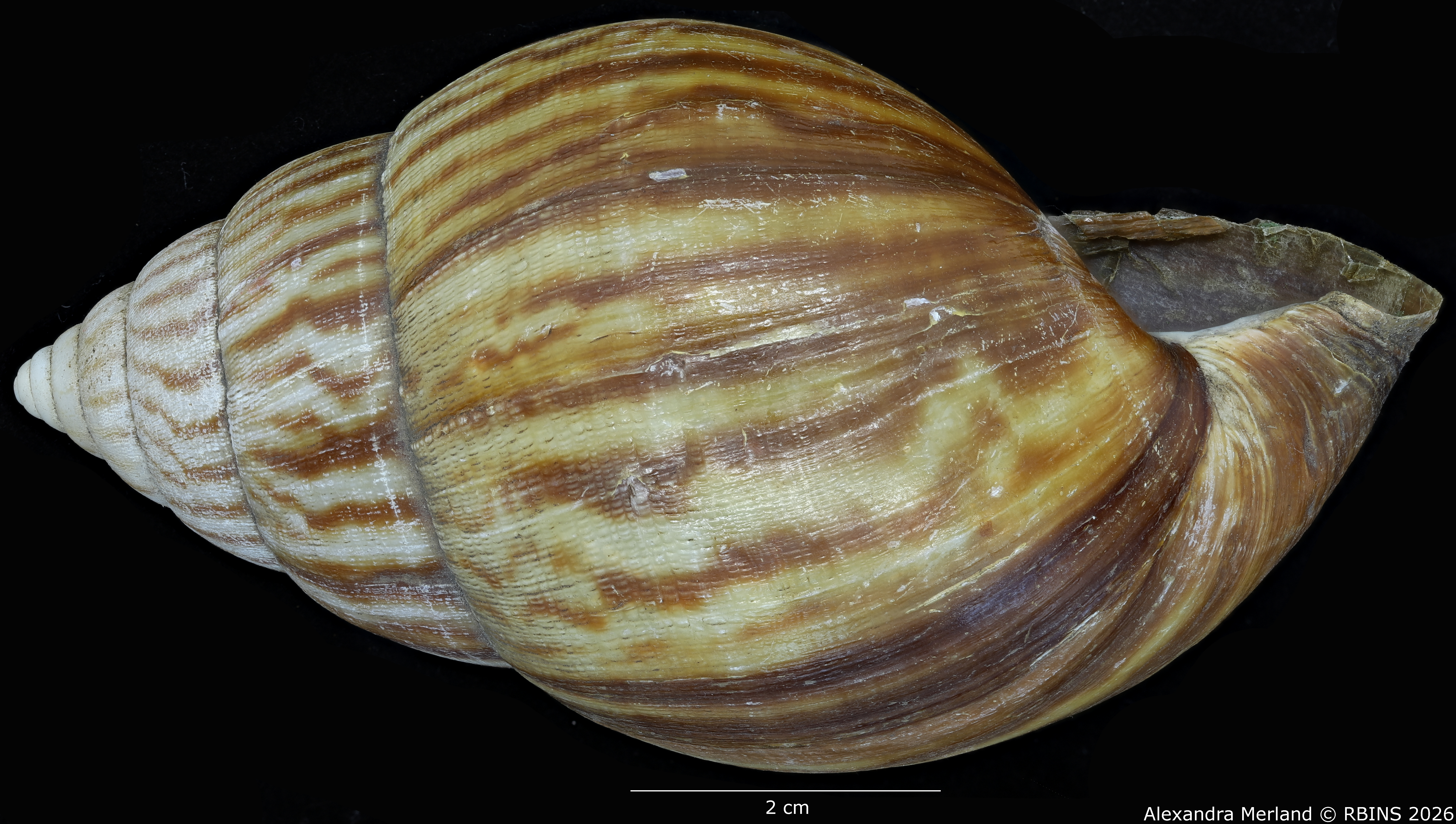 BE-RBINS-INV-MT-192-Achatina-jacobi-st-L2.jpg