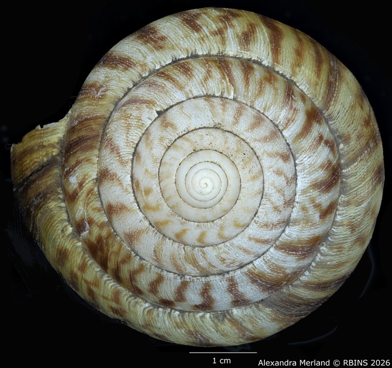 BE-RBINS-INV-MT-192-Achatina-jacobi-st-Top.jpg